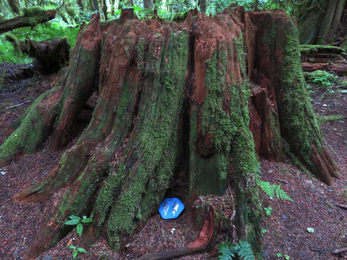 Old Tree Stump