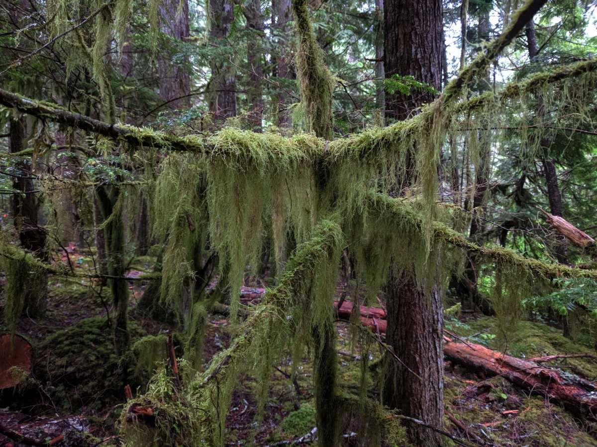 Old man's beard moss