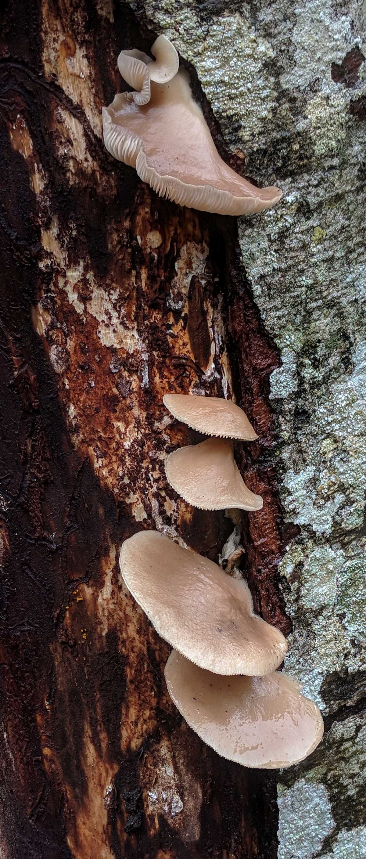 Oyster Mushrooms