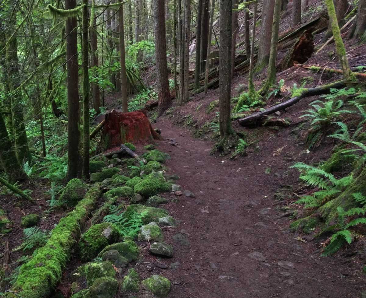 Temperate rain forest