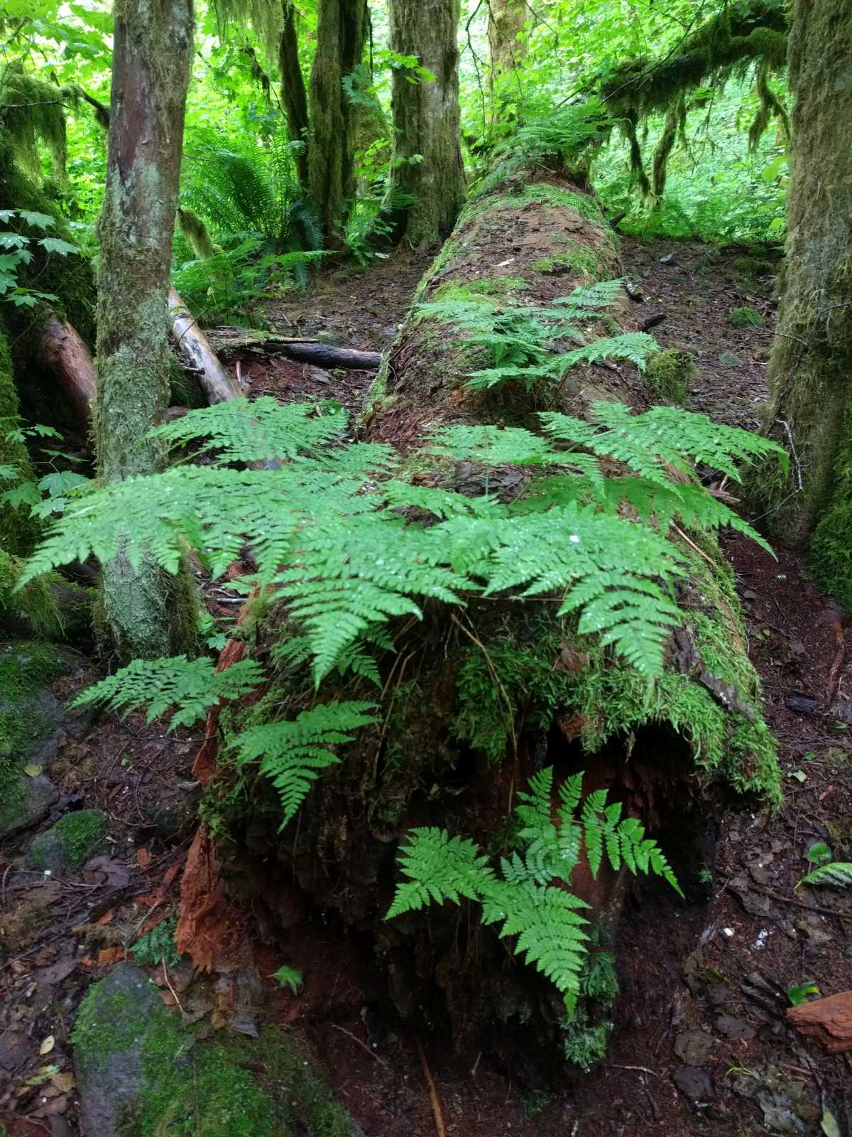 Lady Fern