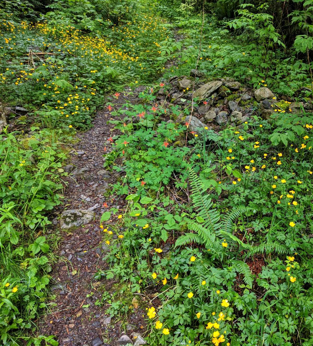 Wildflowers on the trail