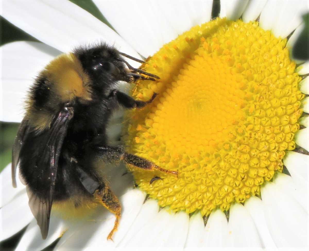 A patched bumblebee collects pollen and nectar from a flower.