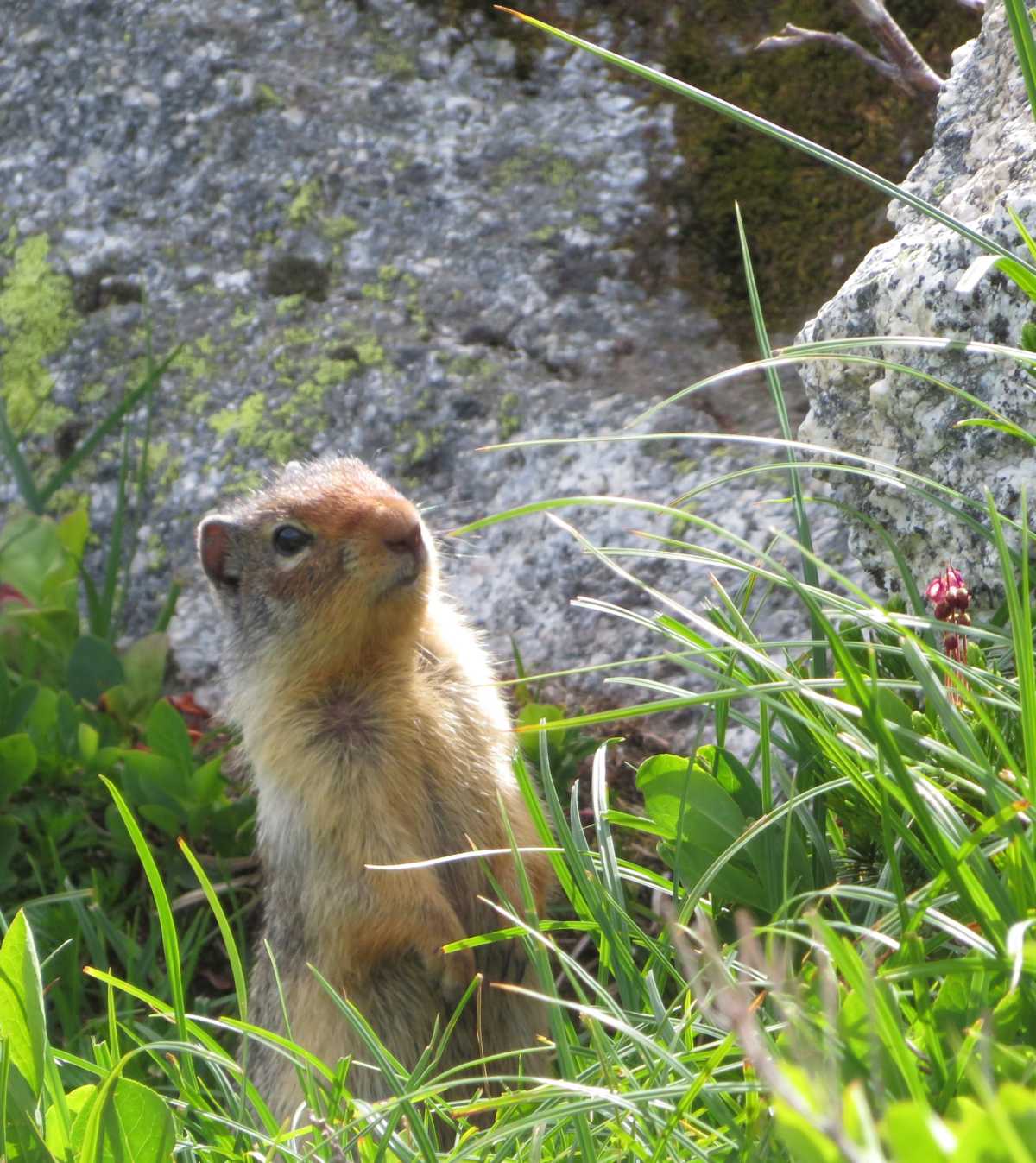 Columbian Ground Squirrel