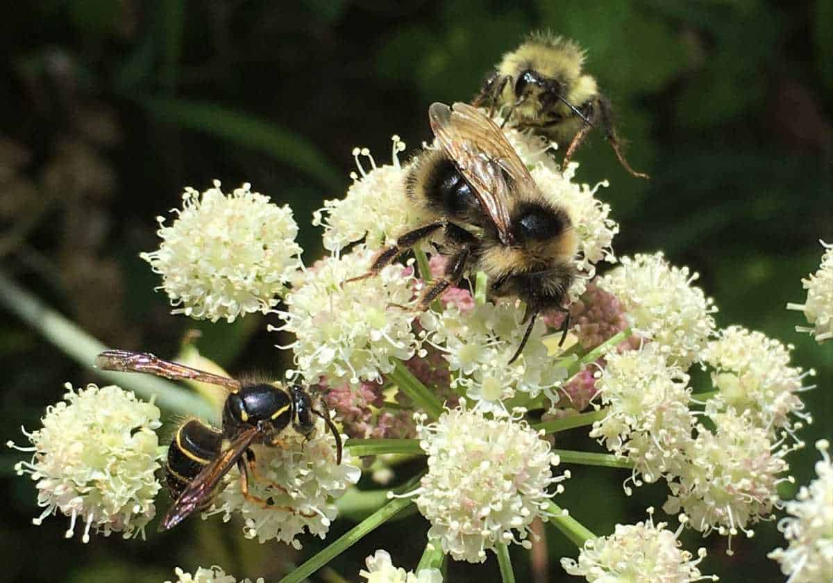 Bumblebees and wasps living in harmony