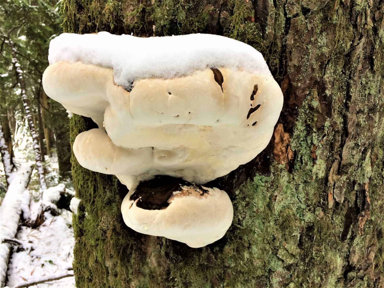 Tree Bracket Fungus