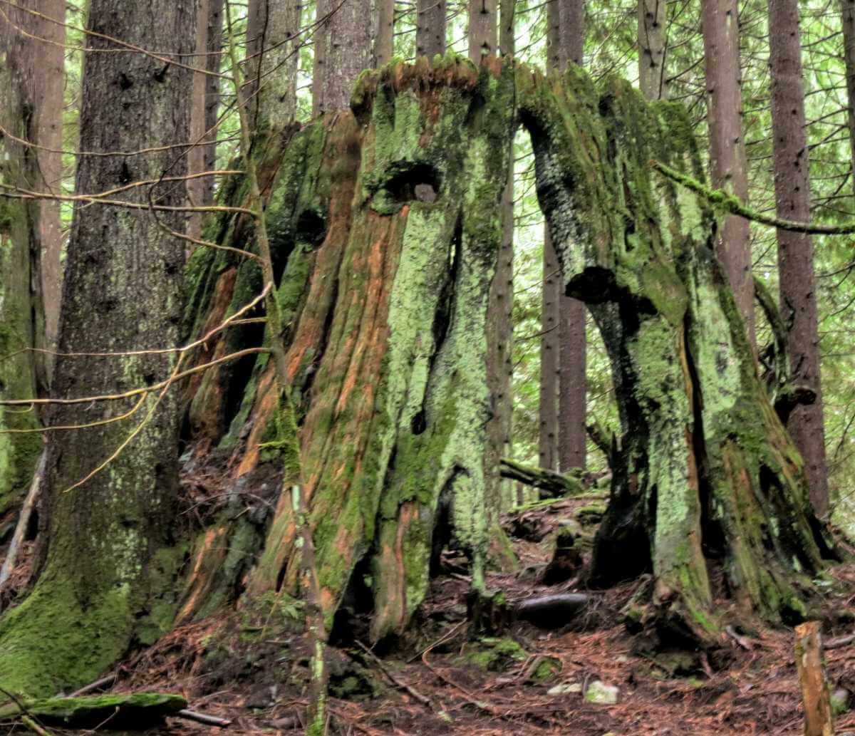It feels like looking at the remains of an Ent (Lord of the Rings)
