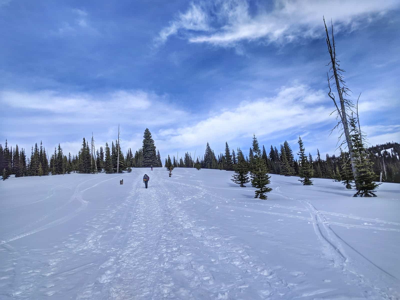 Reaching the Subalpine