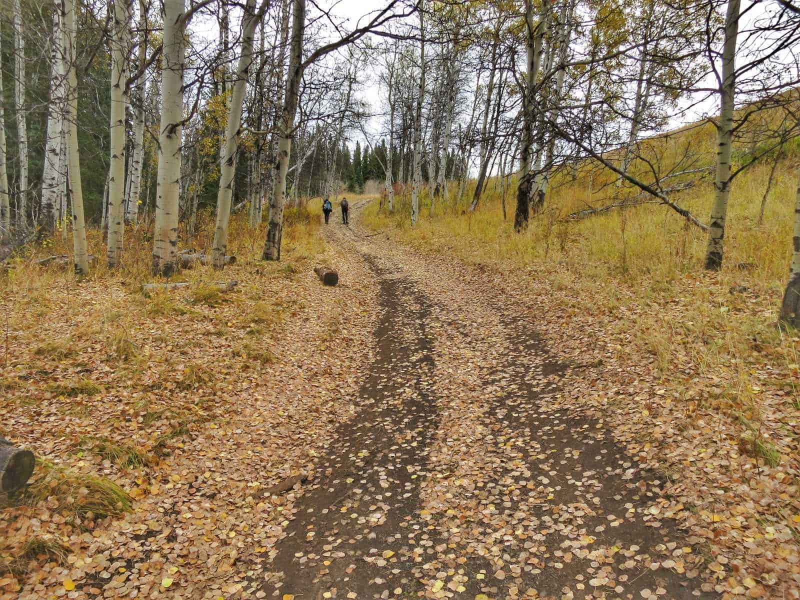 Aspen trees