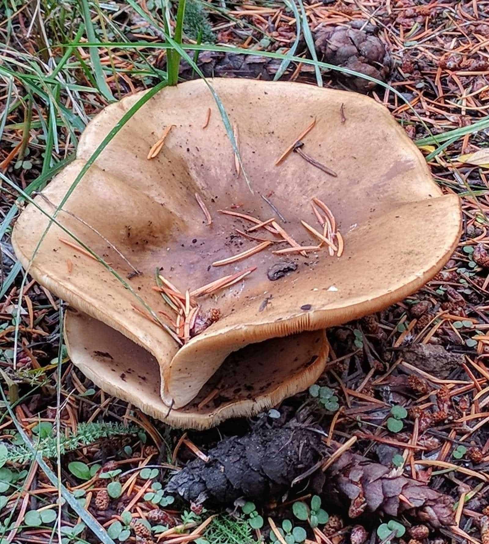 Wild Mushrooms