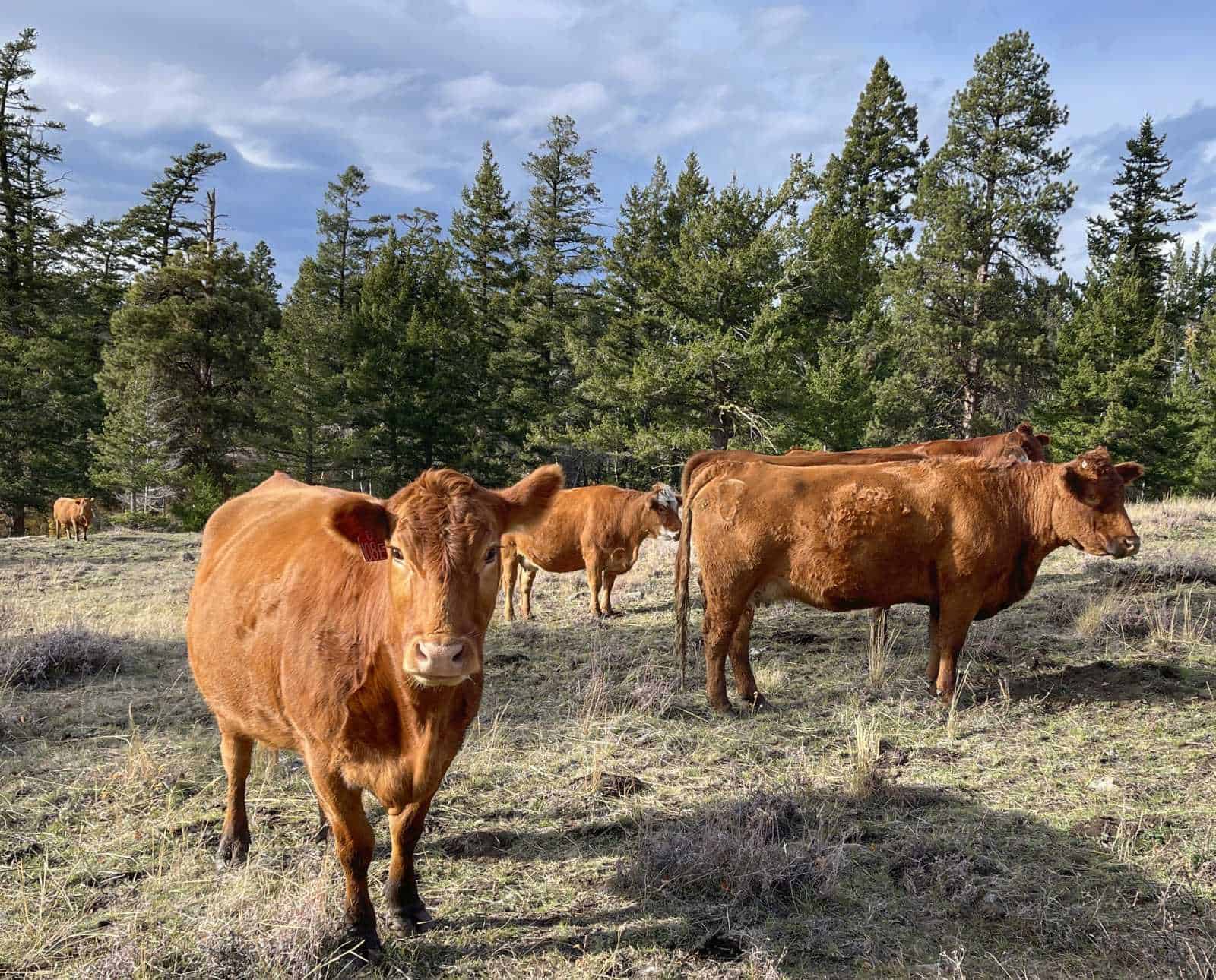 Matilda the cow