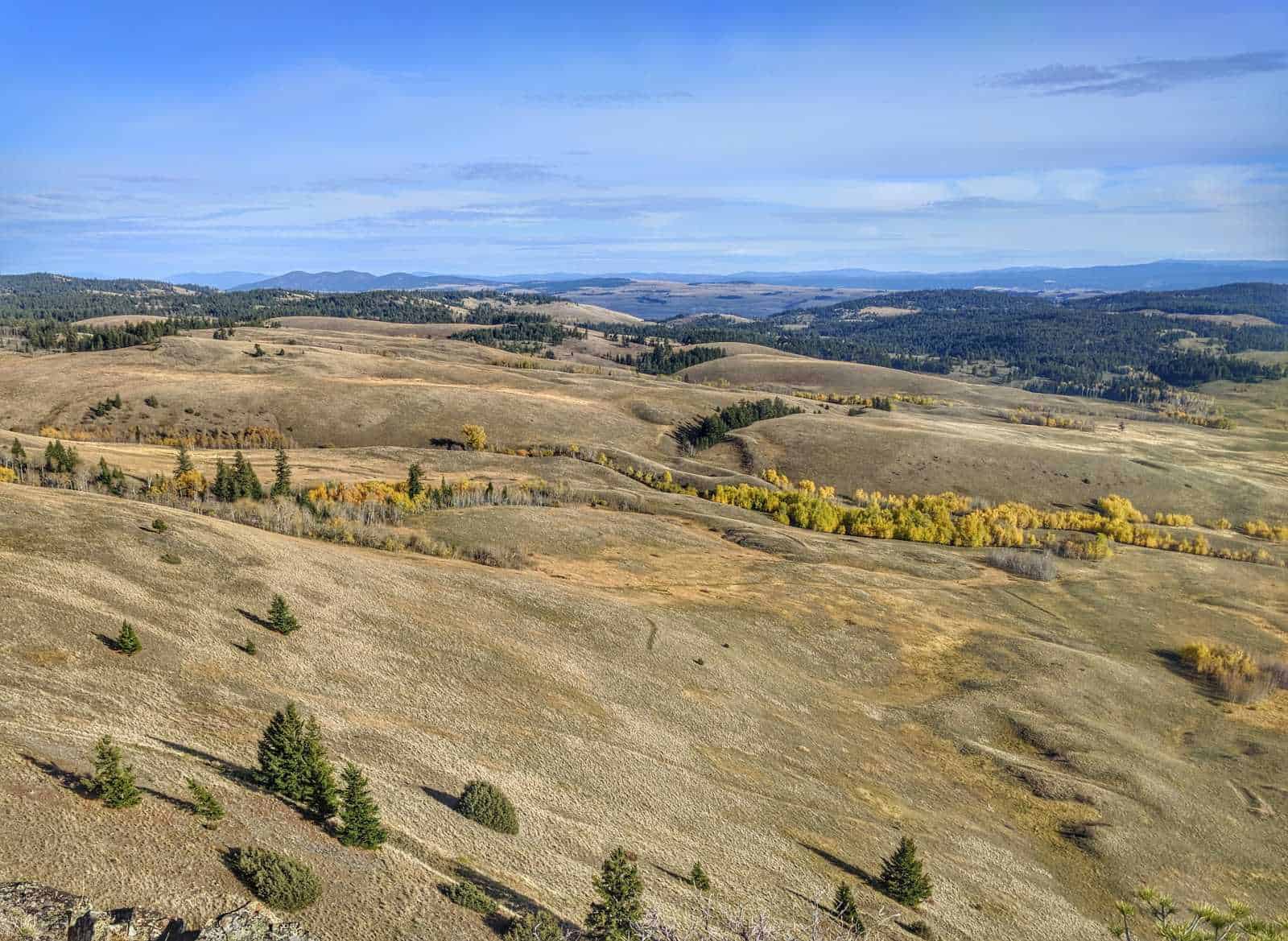 Native grassland