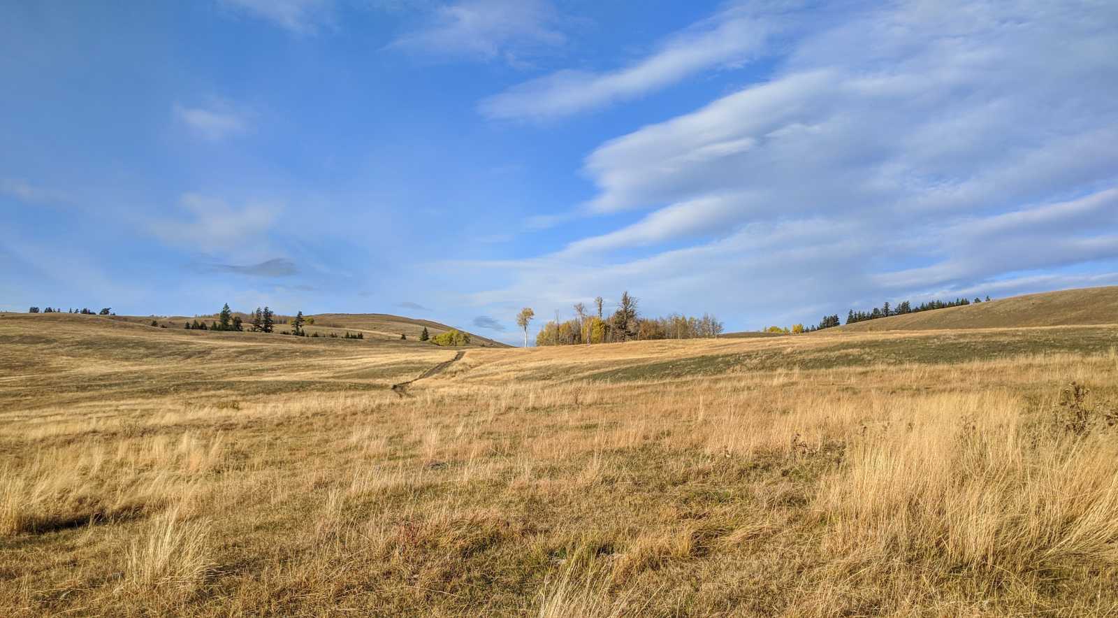 Native grasslands