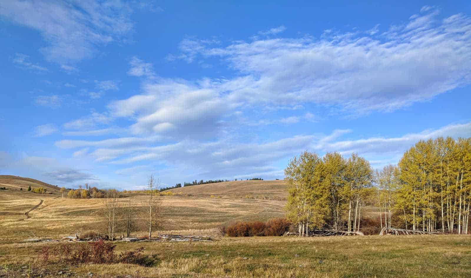 Native grasslands