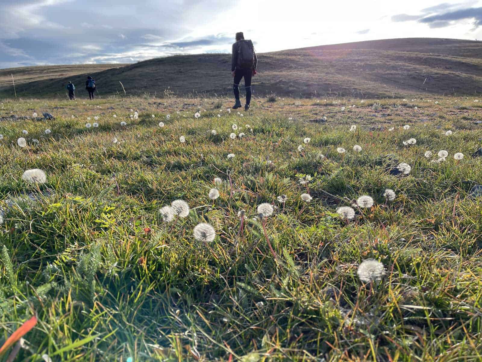 Wildflowers